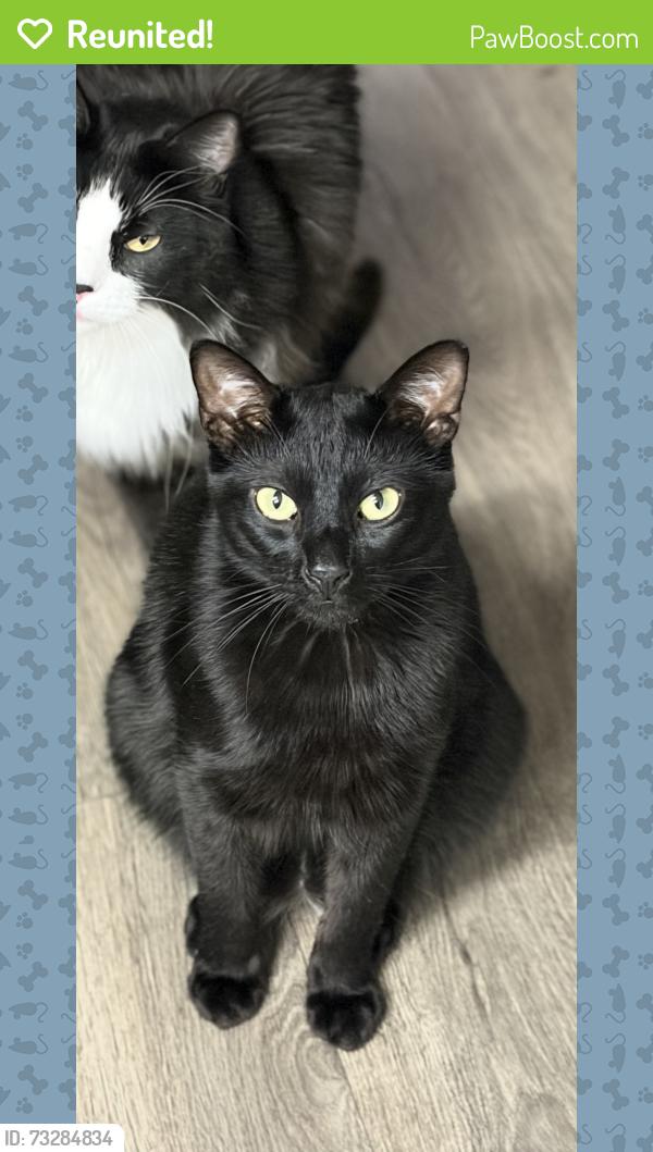 Reunited Male Cat last seen Grand Ave., Lake Elsinore, CA 92595