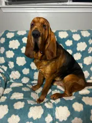 Reunited Male Dog last seen Last seen Binns Rd. near kings dominion park., Doswell, VA 23047