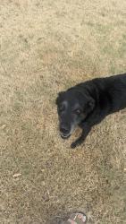 Reunited Unknown Dog last seen May & NW 25th, Oklahoma City, OK 73107