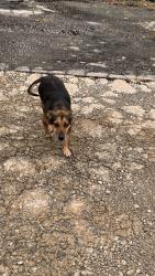 Found/Stray Female Dog last seen Fill up & smoke gas station parking lot, Sapulpa, OK 74107