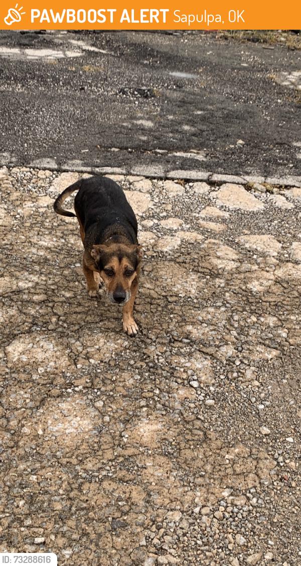 Found/Stray Female Dog last seen Fill up & smoke gas station parking lot, Sapulpa, OK 74107