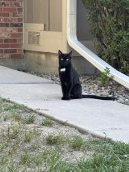 Found/Stray Unknown Cat last seen West Chatfield Ave, South Iris, Littleton, CO 80128