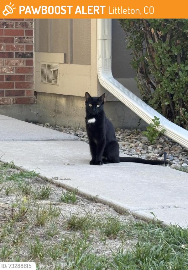 Found/Stray Unknown Cat last seen West Chatfield Ave, South Iris, Littleton, CO 80128