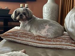 Lost Female Dog last seen Soccer City, Oklahoma City, OK 73162