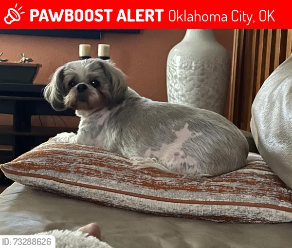 Lost Female Dog last seen Soccer City, Oklahoma City, OK 73162
