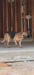 Found/Stray Unknown Dog last seen Hiding in drainage alcove in the southwest corner of 122nd e Ave & N 122nd E Ave across from new construction hses, Owasso, OK 74055