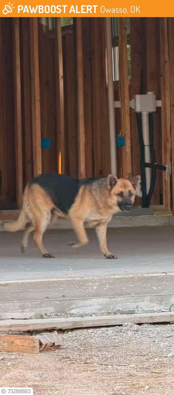 Found/Stray Unknown Dog last seen Hiding in drainage alcove in the southwest corner of 122nd e Ave & N 122nd E Ave across from new construction hses, Owasso, OK 74055