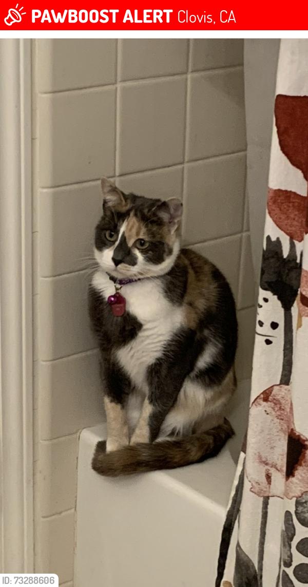 Lost Female Cat last seen Shepherd/peach, Clovis, CA 93619