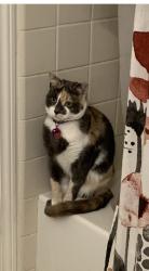 Lost Female Cat last seen Shepherd/peach, Clovis, CA 93619