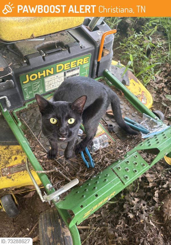 Found/Stray Male Cat last seen Pruitt rd in Christiana, Christiana, TN 37037