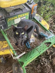 Found/Stray Male Cat last seen Pruitt rd in Christiana, Christiana, TN 37037