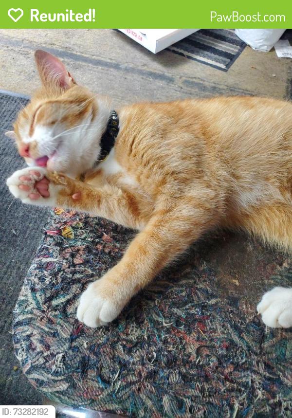Reunited Male Cat last seen Cameron speedway and Amusements, Prime limousine Services, Hamilton, ON L0R 1W0