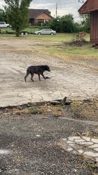 Found/Stray Female Dog last seen Fillup & smoke gas station parking lot, Sapulpa, OK 74107
