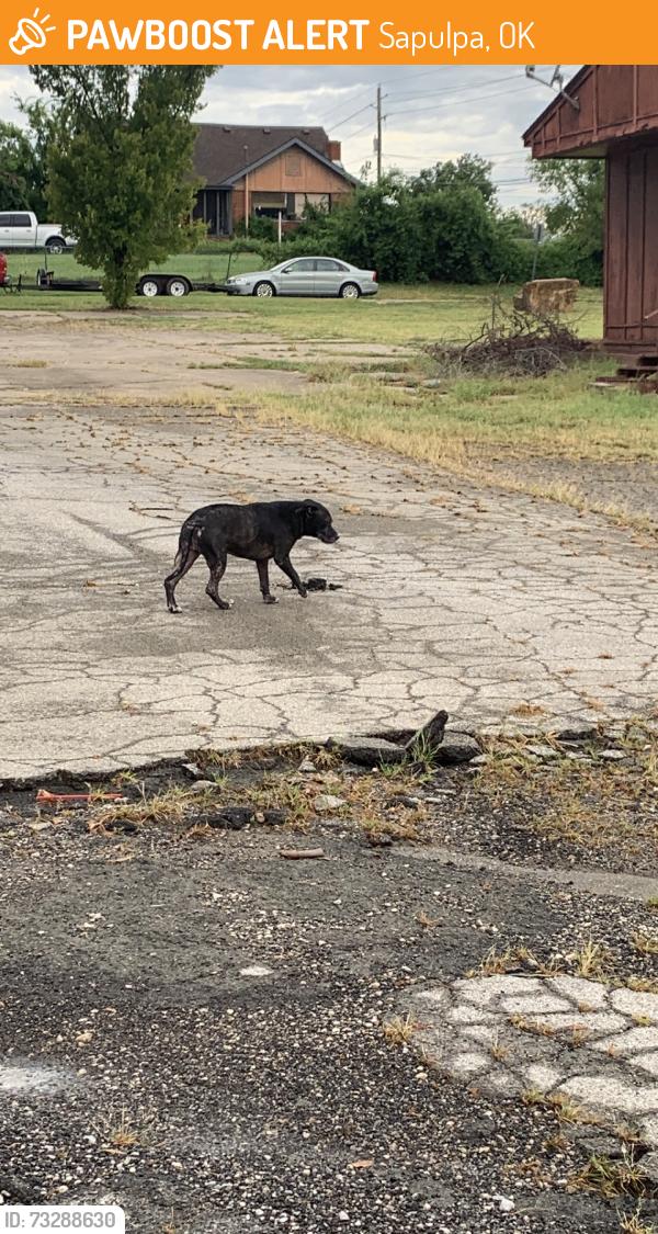 Found/Stray Female Dog last seen Fillup & smoke gas station parking lot, Sapulpa, OK 74107