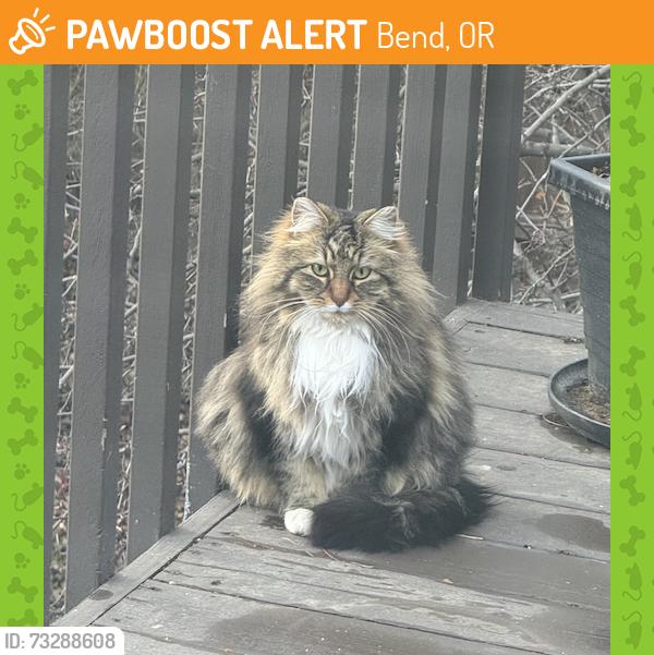 Found/Stray Female Cat last seen Bronzewood Avenue, Bend, OR 97702