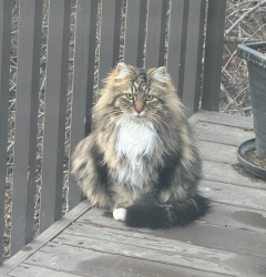 Found/Stray Female Cat last seen Bronzewood Avenue, Bend, OR 97702