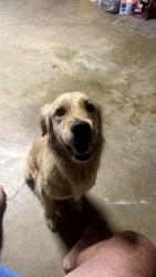 Reunited Female Dog last seen Saratoga Pl off Peyton CHINO HILLS CA, Chino Hills, CA 91709