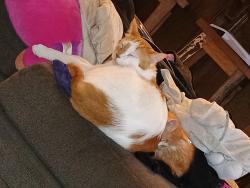 Lost Male Cat last seen Inside at home, Silsbee, TX 77656