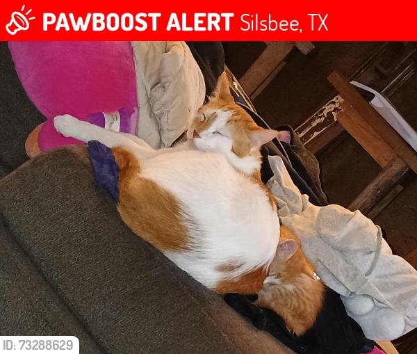 Lost Male Cat last seen Inside at home, Silsbee, TX 77656
