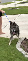 Reunited Male Dog last seen Ginger Hill Lane, Durham, NC 27703
