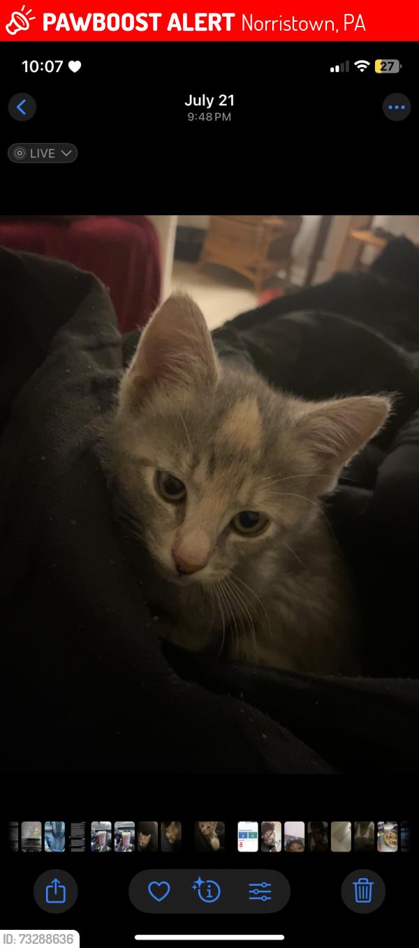 Lost Female Cat last seen by crown fried chicken, Norristown, PA 19401
