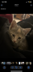 Lost Female Cat last seen by crown fried chicken, Norristown, PA 19401