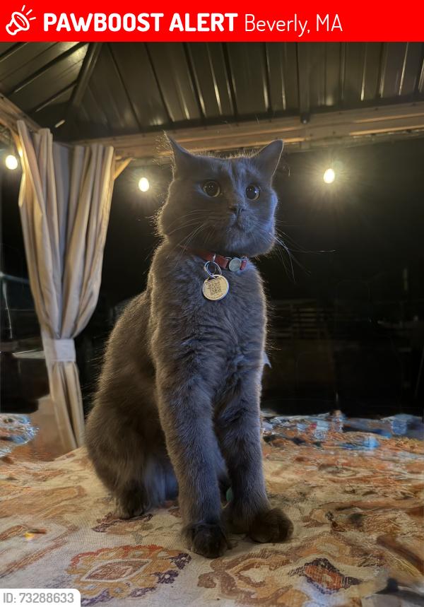 Lost Male Cat last seen Near story Ave, Beverly, MA 01915