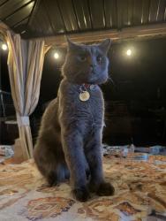 Lost Male Cat last seen Near story Ave, Beverly, MA 01915