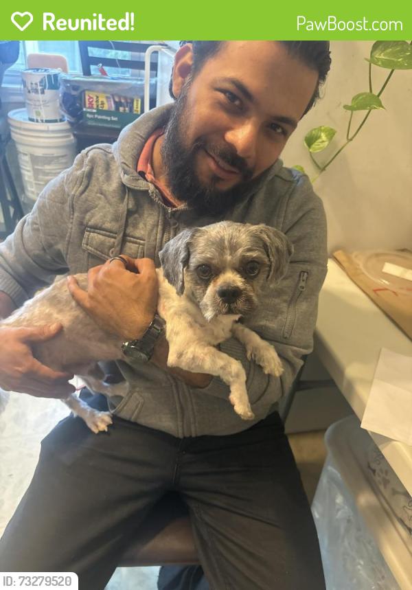 Reunited Male Dog last seen Domino's South Susquehanna St, Allentown, PA 18103