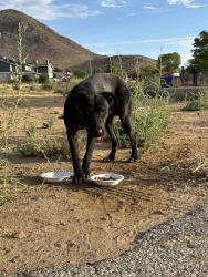 Found/Stray Male Dog last seen hanging around chehalis rd & chehalis ct in apple valley in front of a big hse, with other gated dogs., Apple Valley, CA 92307