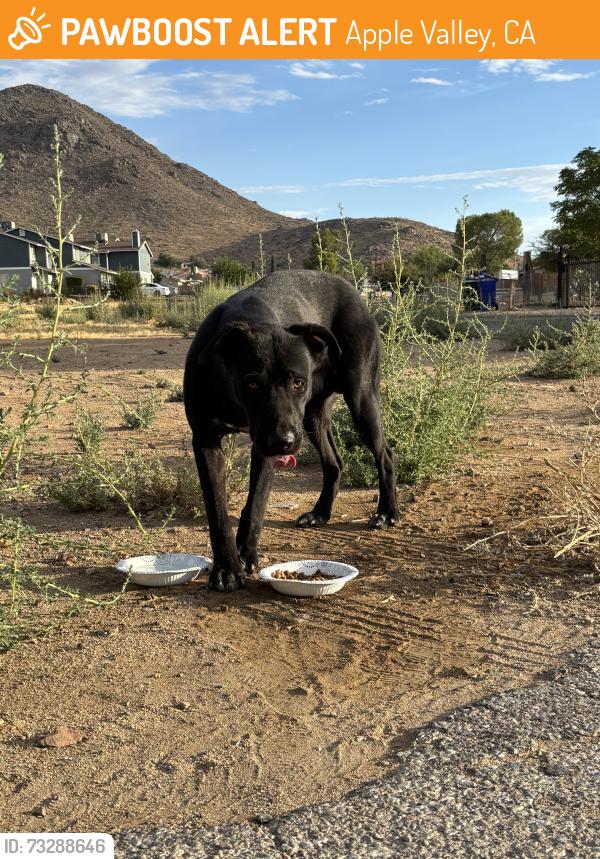 Found/Stray Male Dog last seen hanging around chehalis rd & chehalis ct in apple valley in front of a big hse, with other gated dogs., Apple Valley, CA 92307