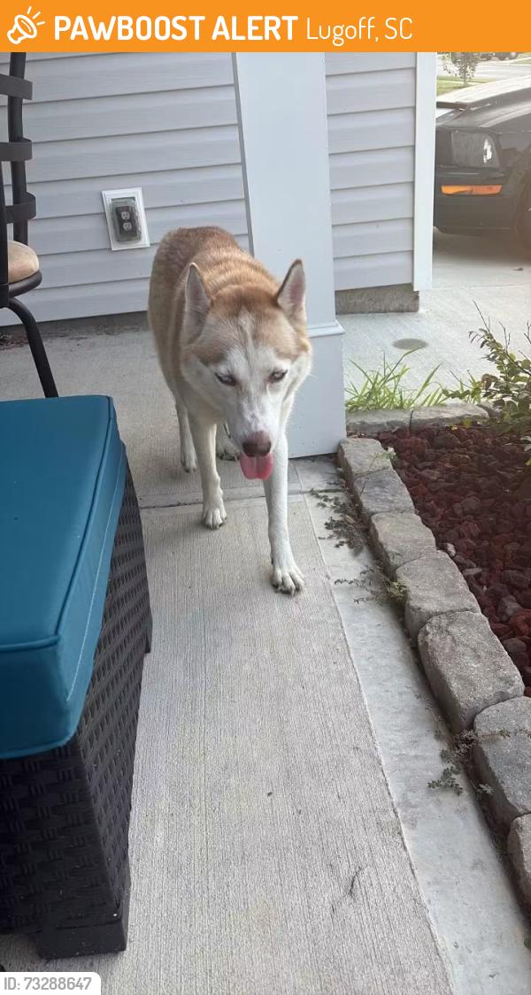 Found/Stray Female Dog last seen Carrington Dr, Lugoff, SC 29078