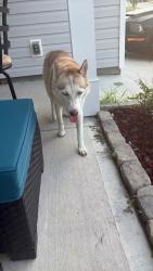 Found/Stray Female Dog last seen Carrington Dr, Lugoff, SC 29078