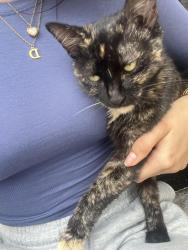 Lost Female Cat last seen University Dr, expressway. Edinburg TEXAS, Edinburg, TX 78542