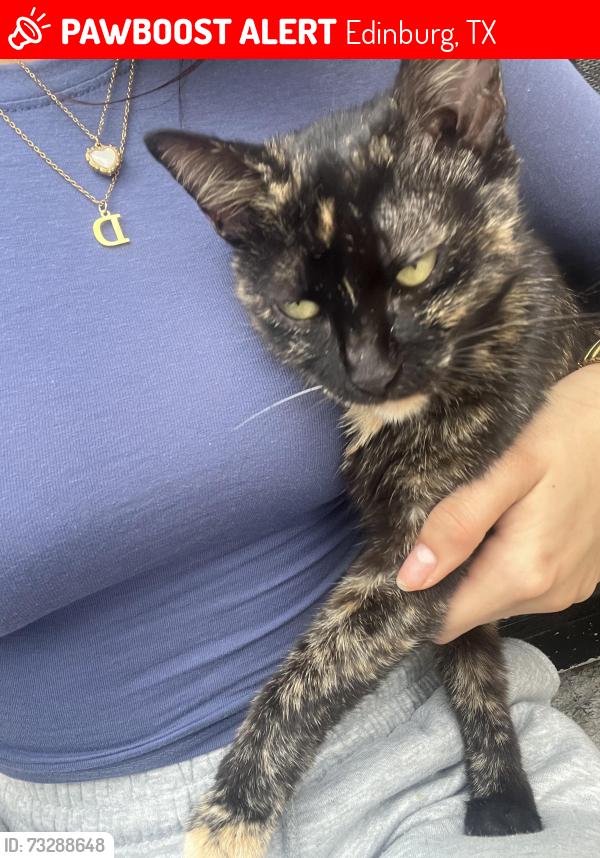 Lost Female Cat last seen University Dr, expressway. Edinburg TEXAS, Edinburg, TX 78542