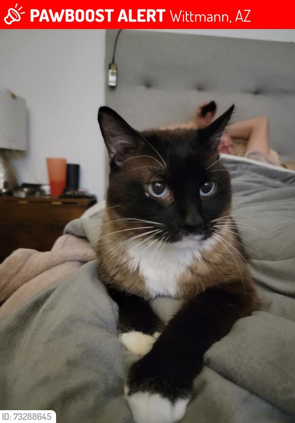 Lost Male Cat last seen Dove valley and grand, Wittmann, AZ 85361