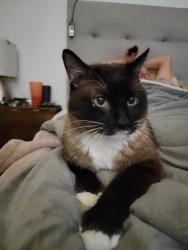 Lost Male Cat last seen Dove valley and grand, Wittmann, AZ 85361