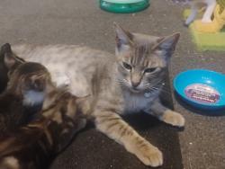 Lost Female Cat last seen Fowler and Bullard ave, Clovis, CA 93612