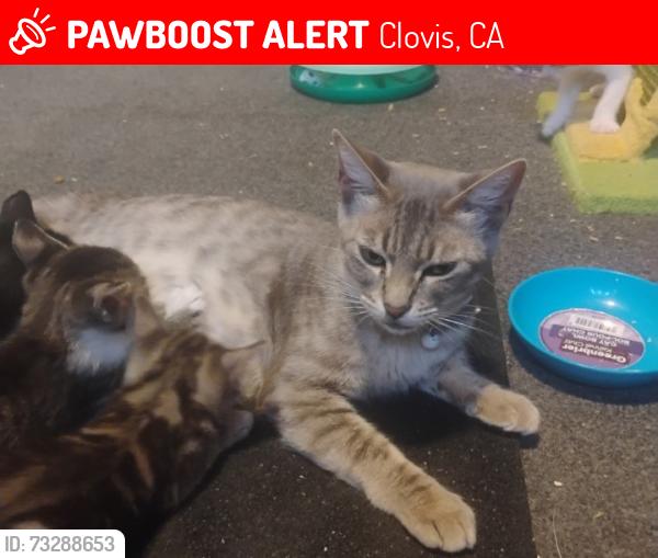 Lost Female Cat last seen Fowler and Bullard ave, Clovis, CA 93612