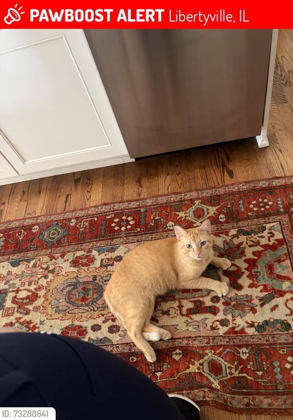 Lost Male Cat last seen St Mary’s and Old School Road, near forest preserve, Libertyville, IL 60048