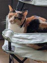 Reunited Female Cat last seen Sf state, San Francisco, CA 94132