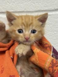 Shelter Stray Male Cat last seen Near Haddon ave, 21207, MD, 2490 Giles Rd, Baltimore, MD 21225, USA