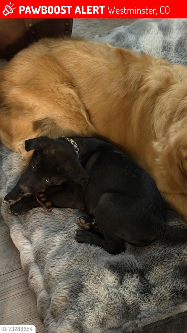 Lost Female Dog last seen W 90th Ave Area, Westminster, CO 80021