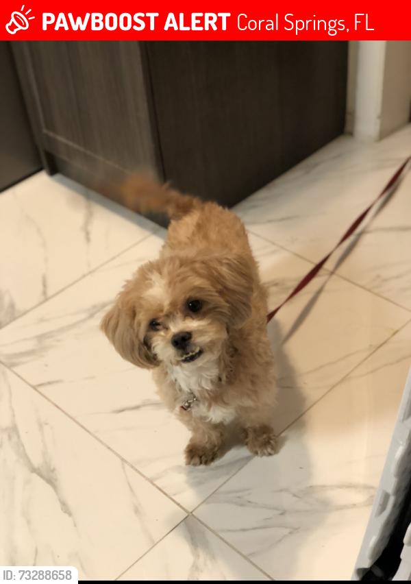 Lost Male Dog last seen Sample and Coral Springs dr, Coral Springs, FL 33065