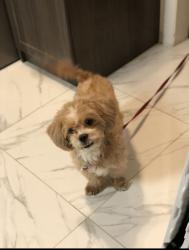 Lost Male Dog last seen Sample and Coral Springs dr, Coral Springs, FL 33065