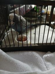 Found/Stray Unknown Bird last seen Hasaco av, Port Chester, NY 10573