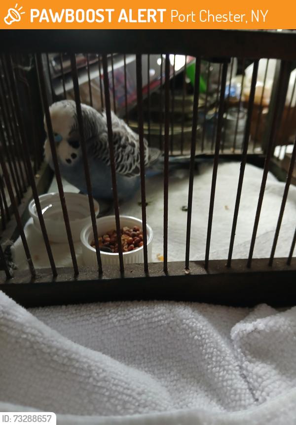 Found/Stray Unknown Bird last seen Hasaco av, Port Chester, NY 10573