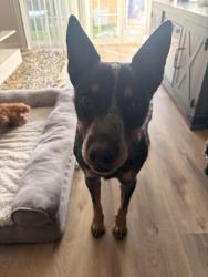 Found/Stray Male Dog last seen river oaks apmts, West Jordan, UT 84088