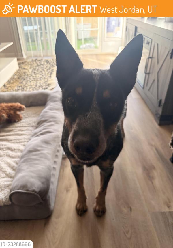 Found/Stray Male Dog last seen river oaks apmts, West Jordan, UT 84088