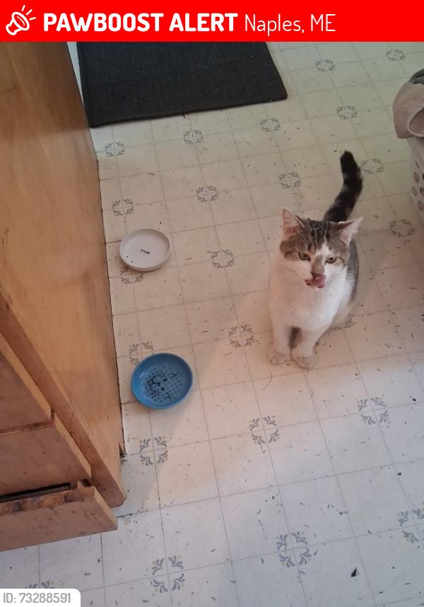 Lost Male Cat last seen Lake hse road, Naples, ME 04055